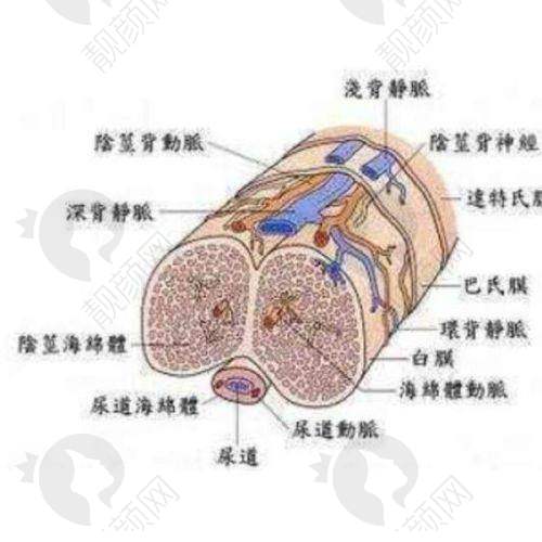 四、新疆喀什昕整医疗美容门诊部怎么预约：