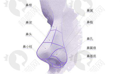 热门整形项目介绍