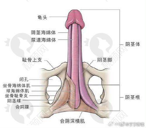 男性延时针的优势与价格的合理性