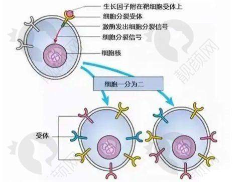 佛山曙光金子医学美容医院:老牌医院,面部整形有特色